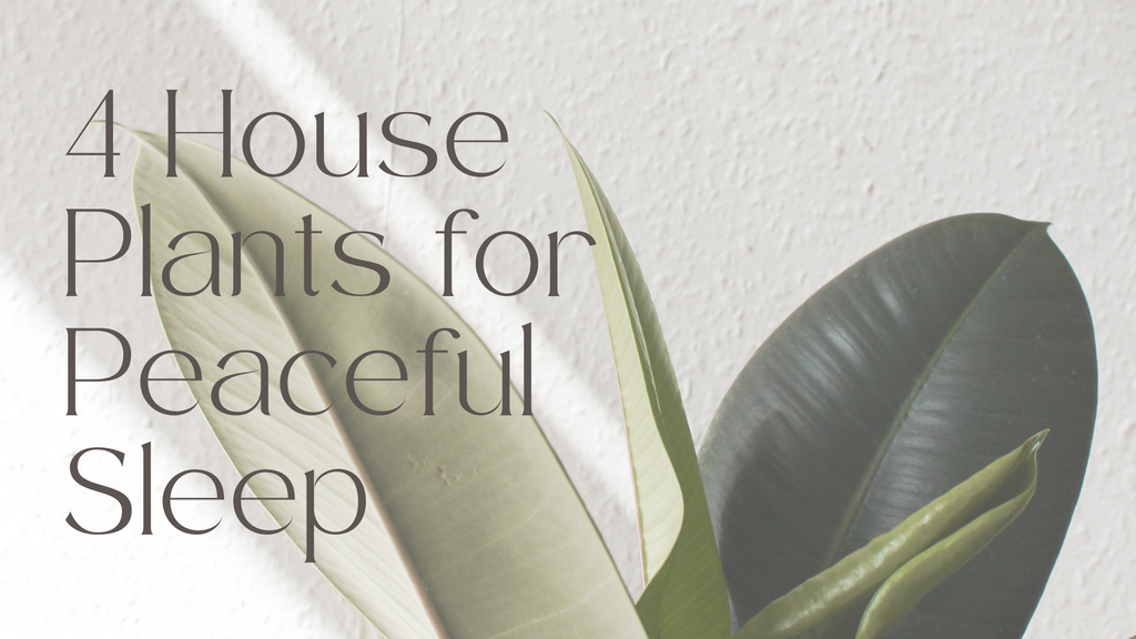 4 House Plants For Peaceful Sleep