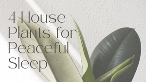 4 House Plants For Peaceful Sleep